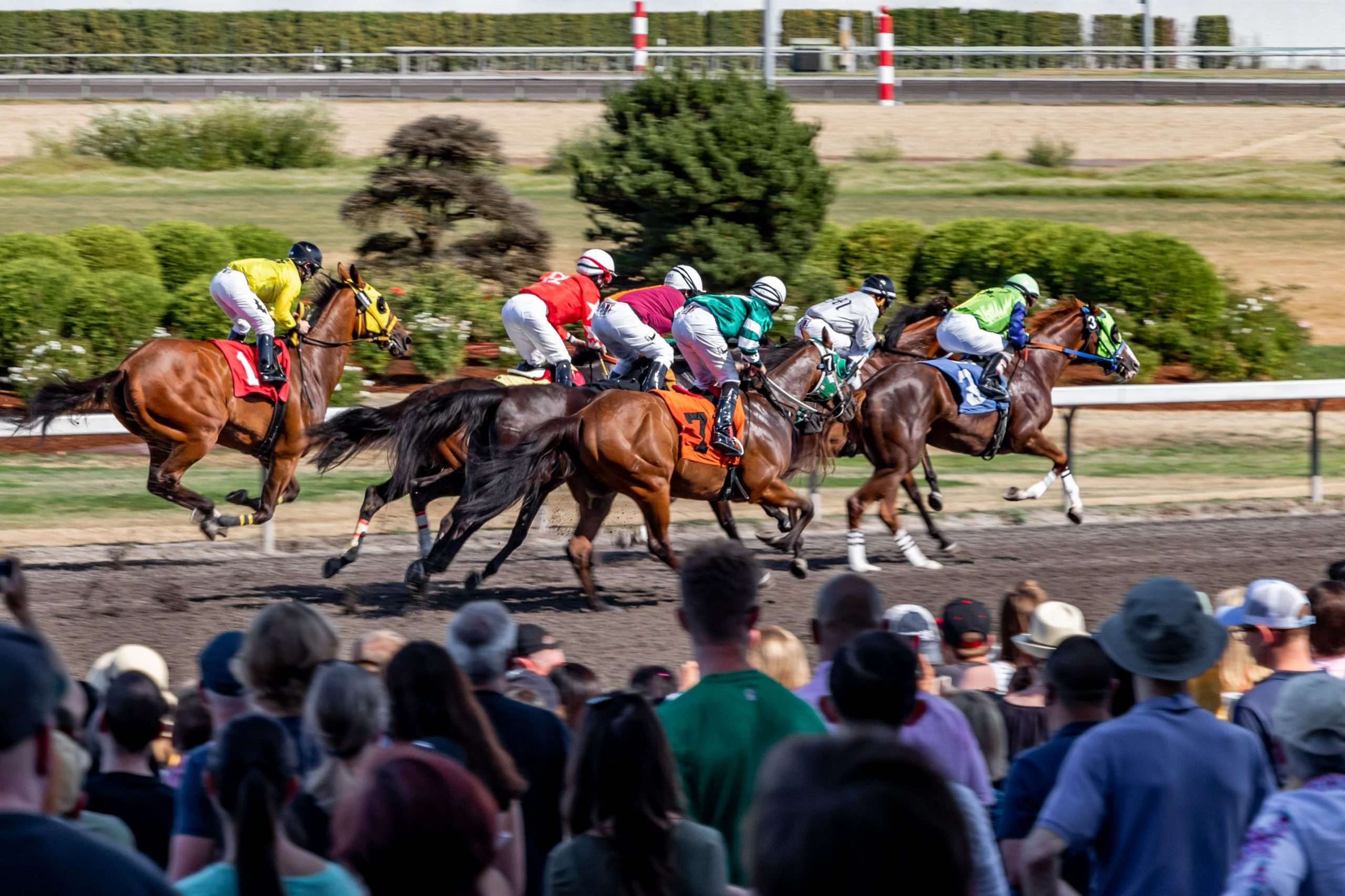 vergunning paardenraces 2022