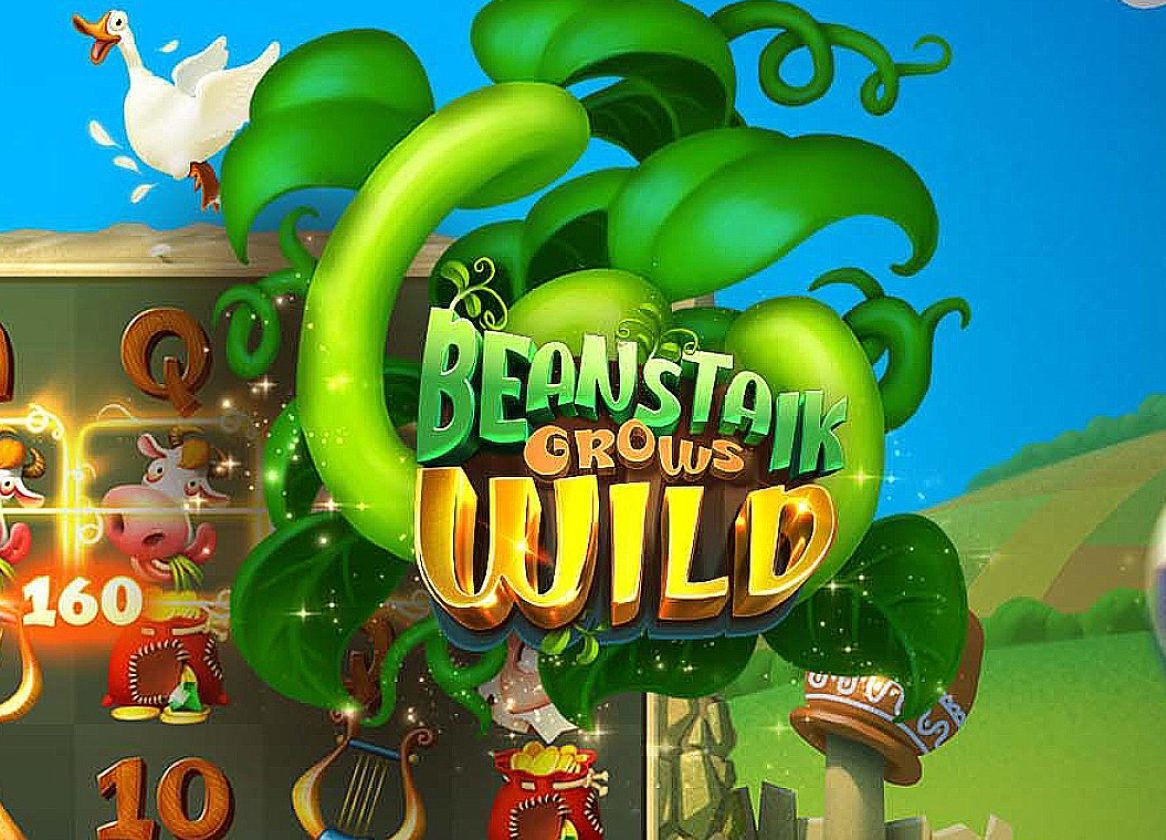 Kansino Beanstalk Grows Wild