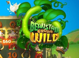 Kansino Beanstalk Grows Wild